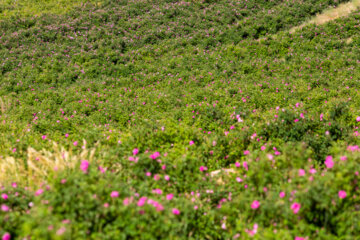 برداشت گل محمدی در چُلیچه چهارمحال و بختیاری