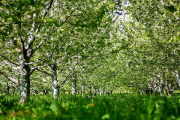 شکوفه باران باغات گیلاس اشنویه