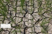 بیش از ۹۶ درصد غرامت خسارت خشکسالی در کردستان پرداخت شد