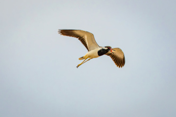 خوزستان کےعلاقے چمیم کی وائلڈ لائف- تیتری  (Red-wettled lapwing)