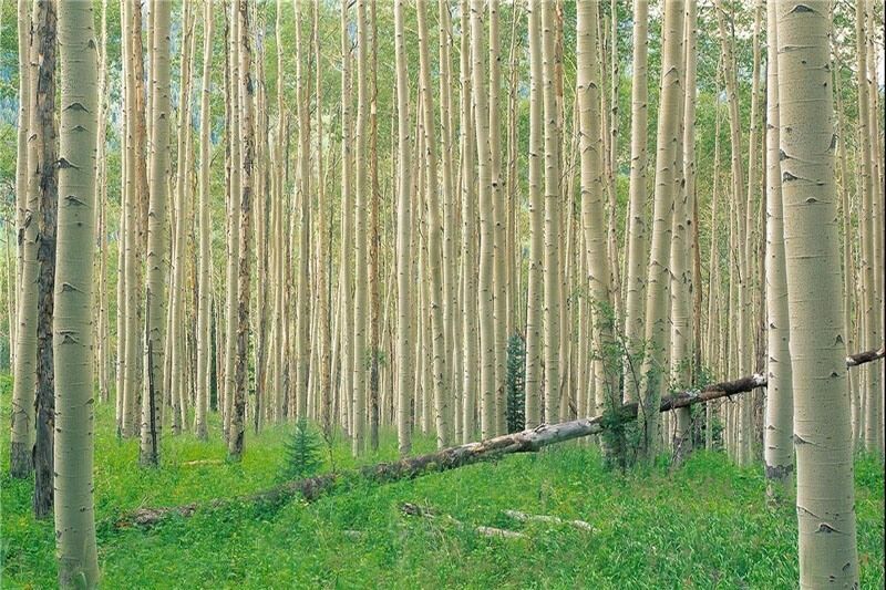 شکوفایی صنعت چوب در دستان صنوبر