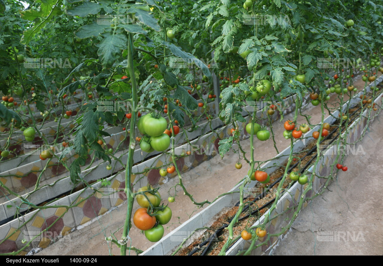 رونمایی از سامانه دانش بنیان نانو حباب در ارس