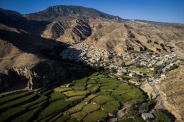 Terraced cultivation of rice in northern Iran