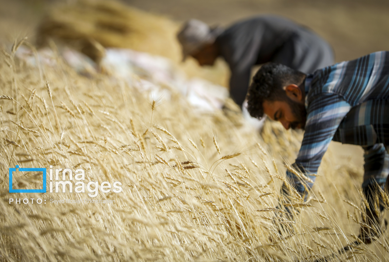 برداشت سنتی گندم از مزارع کردستان