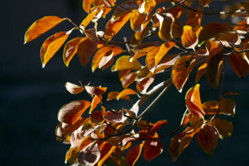 Autumn leaves in Pahlavanpur Garden