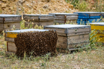 Bee  Breeding