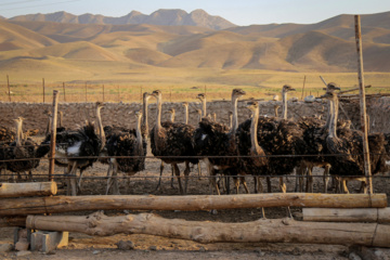 Cría de avestruces en Jorasán del Norte