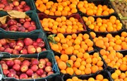 ۸۰۰ تن سیب و پرتقال در خراسان جنوبی ذخیره می‌شود