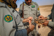 بیماری آنفلوانزای فوق حاد پرندگان در ۹۳ روستای زنجان پایش شد