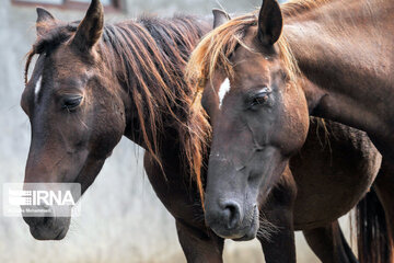 Caspian horse