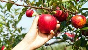 ۷۰ هزار تُن سیب از باغات مهاباد برداشت شد