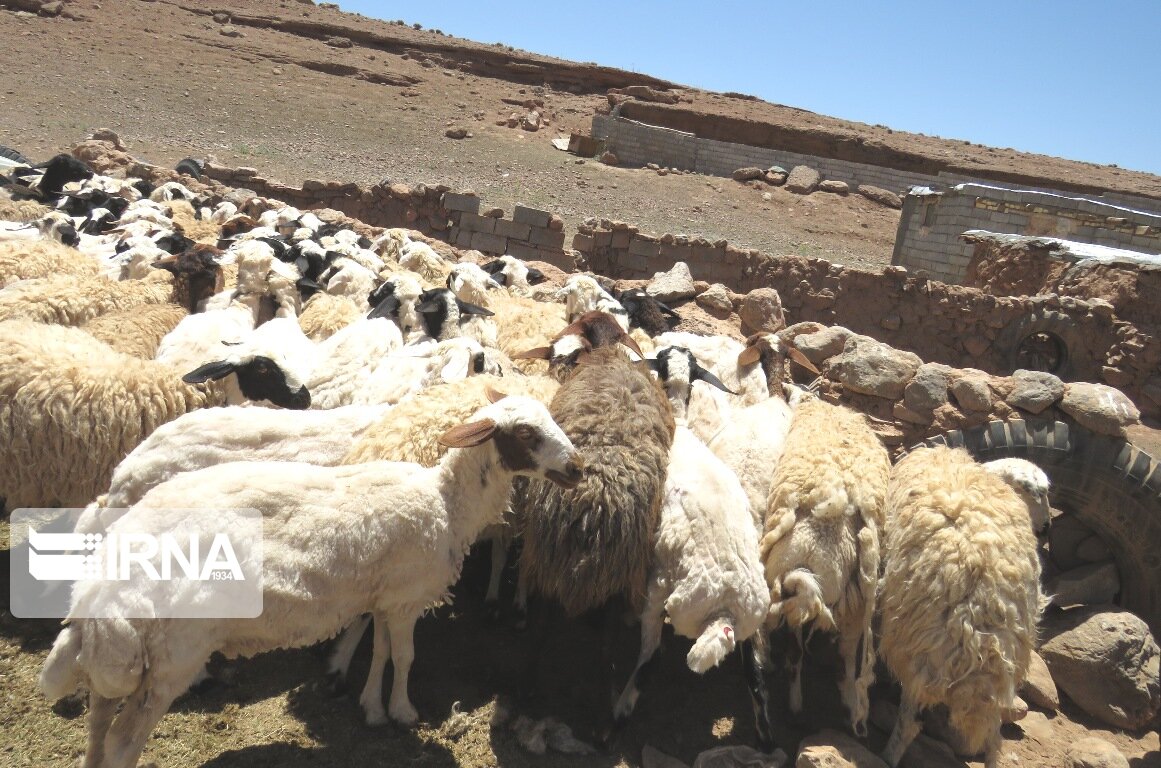 کشتار دام‌های مولد و آبستن ممنوع است