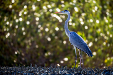 Birdwatching in Iran