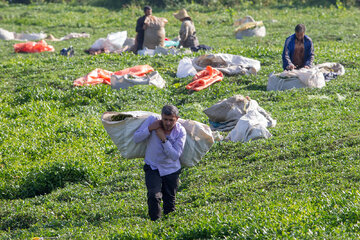 افزون بر ۶۲ هزار تن برگ سبز چای در کشور خرید تضمینی شد