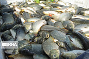 ۵ تن ماهی قاچاق در پارسیان کشف شد