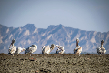 World Migratory Bird Day