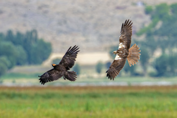 روز جهانی پرندگان مهاجر