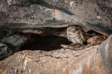 Birdwatching in Iran