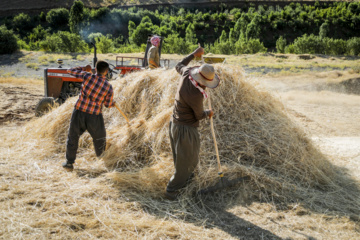 Traditional wheat harvest in western Iran