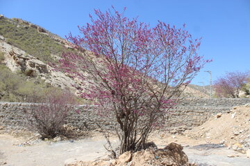 بهار زیبا در دره ارغوان