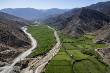 Terraced cultivation of rice in northern Iran