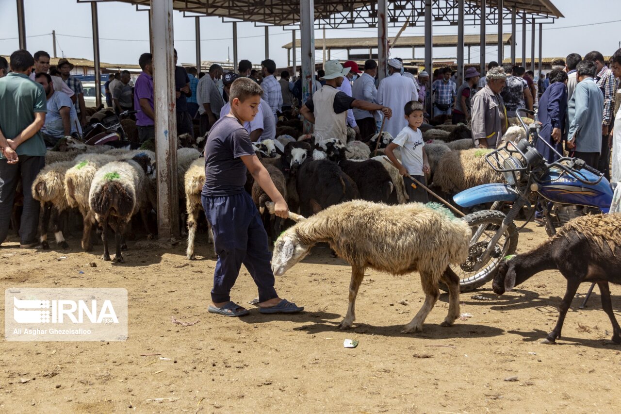 عرضه روزانه گوسفند در میدان دام گنبدکاووس ۸۰ درصد افزایش یافت