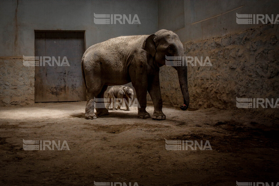 تولد بچه فیل آسیایی در باغ وحش ارم تهران