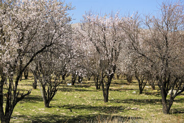 شکوفه های زمستانی در دریاچه مهارلو