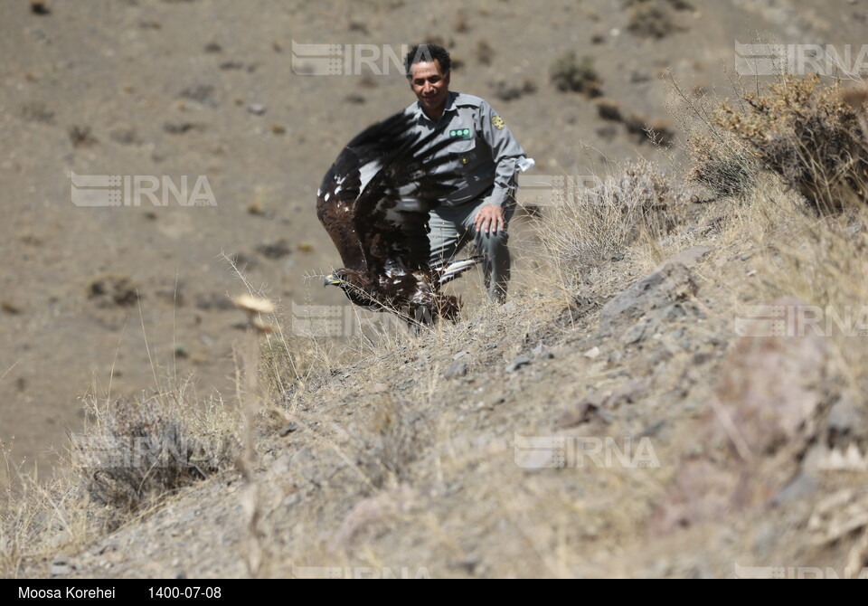 رها سازی پرندگان شکاری