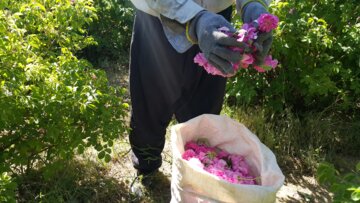 برداشت گل محمدی از مزارع «خوش آباد» ملایر