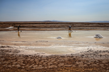 برداشت سنتی نمک