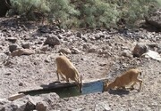 منطقه شکارممنوع طالو شیربند دامغان به منطقه حفاظت‌شده ارتقا یافت