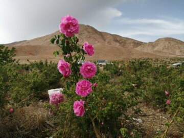 روزهای پایانی برداشت گل محمدی در دامغان