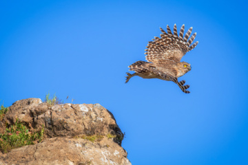 Birdwatching in Iran