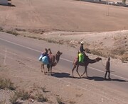 دور دنیا با شتر دوکوهانه ایرانی 

