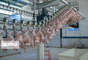 روزانه بیش از ۲۷۰ تن گوشت مرغ در آذربایجان غربی عرضه می شود
