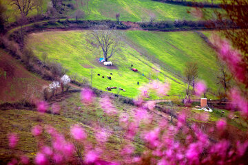 بهار در مازندران