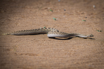 خوزستان کےعلاقے چمیم کی وائلڈ لائف - سینگوں والا سانپ
(Pseudocerastes persicus) 