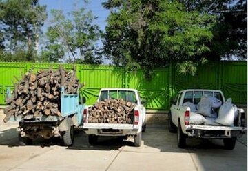 تیشه بر ریشه جنگل های زاگرس با قاچاق چوب