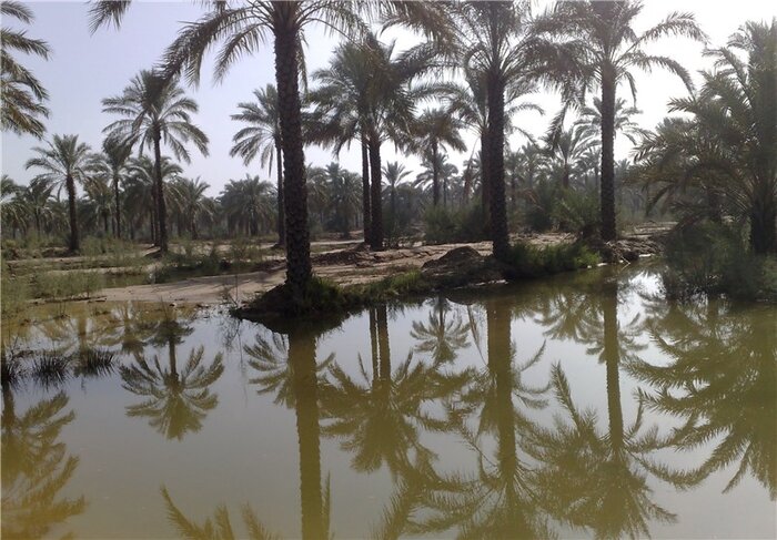 آبگیری سدهای بوشهر و ذوق کشاورزان   