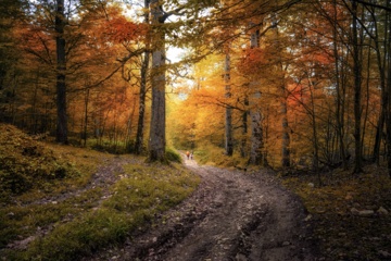 L'automne dans les forêts hyrcaniennes expose la magie de la nature dans chaque feuille. Le paysage intact et pittoresque de ces forêts en automne montre l'importance historique et la diversité végétale de ce trésor naturel iranien. 