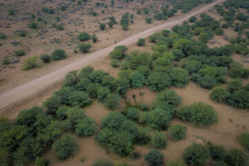 مالچ پاشی در خوزستان