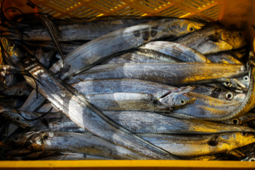 Le port de pêche de Kong au sud de l'Iran