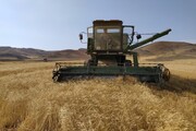 ۸۴ هزار تن گندم و جو در میاندوآب برداشت می‌شود