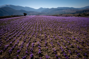 Cosecha de azafrán en el norte de Irán