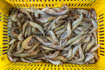 Pesca de camarones y peces en el Golfo Pérsico