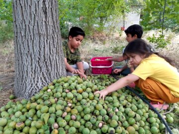 برداشت گردو از باغات دهبکری