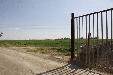 مزارع گندم وجو در سمنان