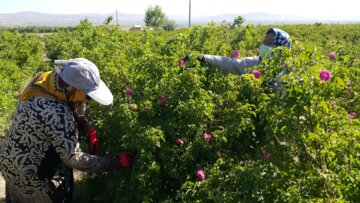 برداشت گل محمدی از مزارع «خوش آباد» ملایر