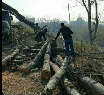 شوک قطع درختان حاشیه بابلرود به شهروندان امیرکلایی